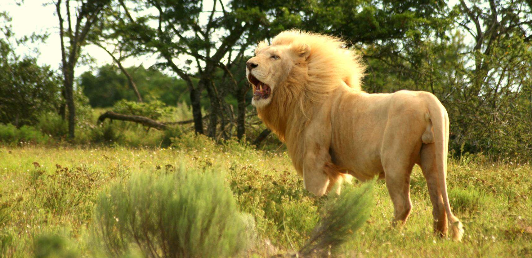 European nations urged to protect African lions